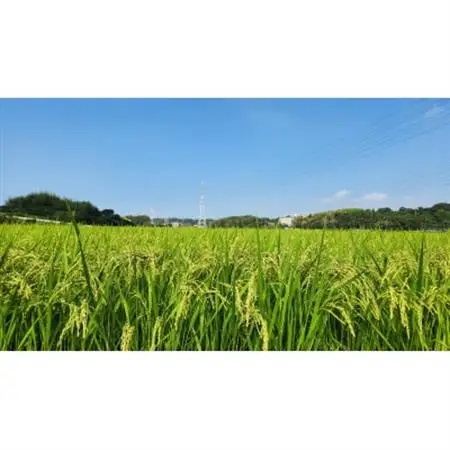 わっぱのお米5kg(低農薬豊こしひかり)【1714517】