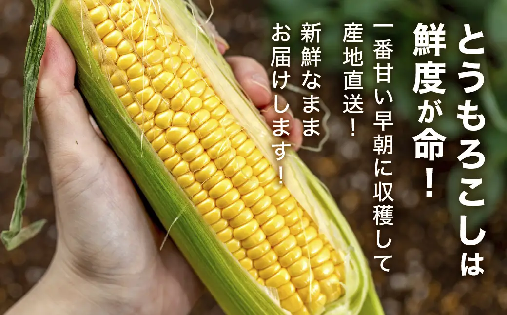 【ふるなびWEEK対象】朝採れ とうもろこし 10~16本 イエロー とうもろこし