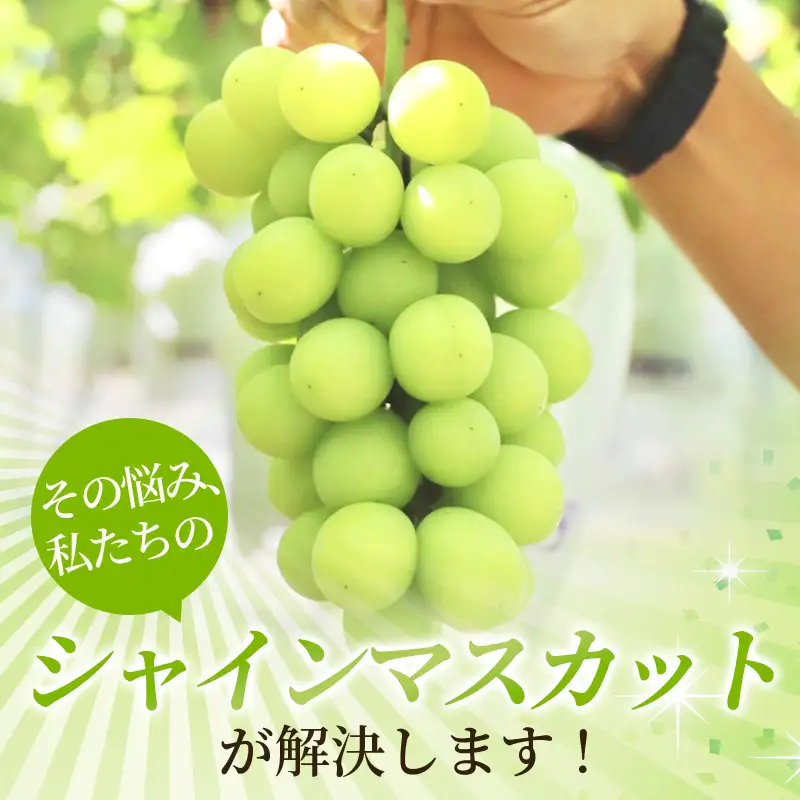 かつらぎ町産　シャインマスカット 約1.5kg（2房）【2026年8月中旬～9月中旬ごろ順次発送】【AQ-ikd730】 