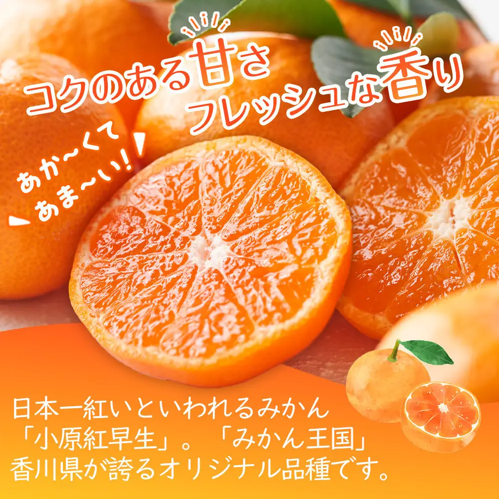 【お歳暮ギフト/熨斗対応】特秀品！真っ赤なお蜜柑「小原紅早生」約5kg