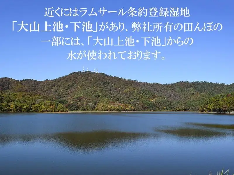 【令和7年産】 馬町さくらファームのつや姫 無洗米 10kg(5kg×2袋)  特別栽培米　山形県鶴岡市 K-774　| 米 つやひめ お米 10キロ コメ こめ ご飯 ごはん ブランド米 米どころ 庄内米 国産 美味しい お取り寄せ 農家直送 お弁当 おにぎり おすすめ 人気 返礼品