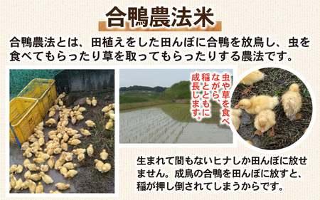 【期間限定】淡路島産 合鴨農法米玄米2kg＋自然栽培野菜セット / 野菜セット