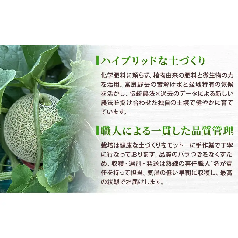 ＜2026年発送＞富良野メロン (赤肉) 秀品 キングルビー 約1.8kg/2玉  [ メロン フルーツ 果物 北海道 富良野 ]