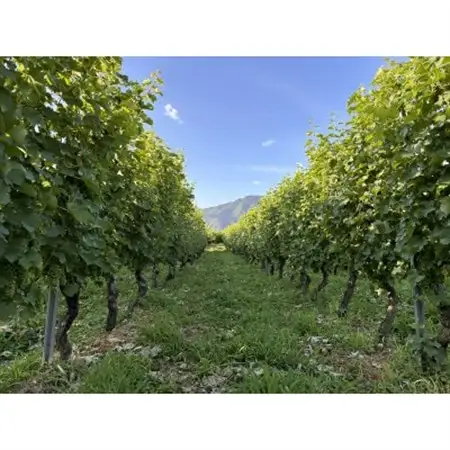 高山村産白ワイン　レーヴドヴァン「Reve de Vin ソーヴィニヨン・ブラン2024」750ml【1725238】