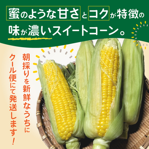 トウモロコシ わくわくコーン 5本 期間限定 数量限定 糖度15度以上 ジューシー 甘い スイートコーン 野菜 新鮮 朝採り クール便 冷蔵発送 静岡県 富士市 【6月中旬～7月中旬頃に順次発送】 [sf001-341]