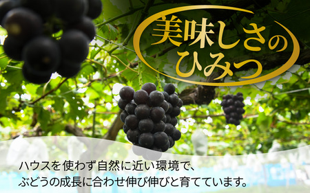  ぶどう 藤稔  1kg以上（1～3房） | ぶどう 葡萄