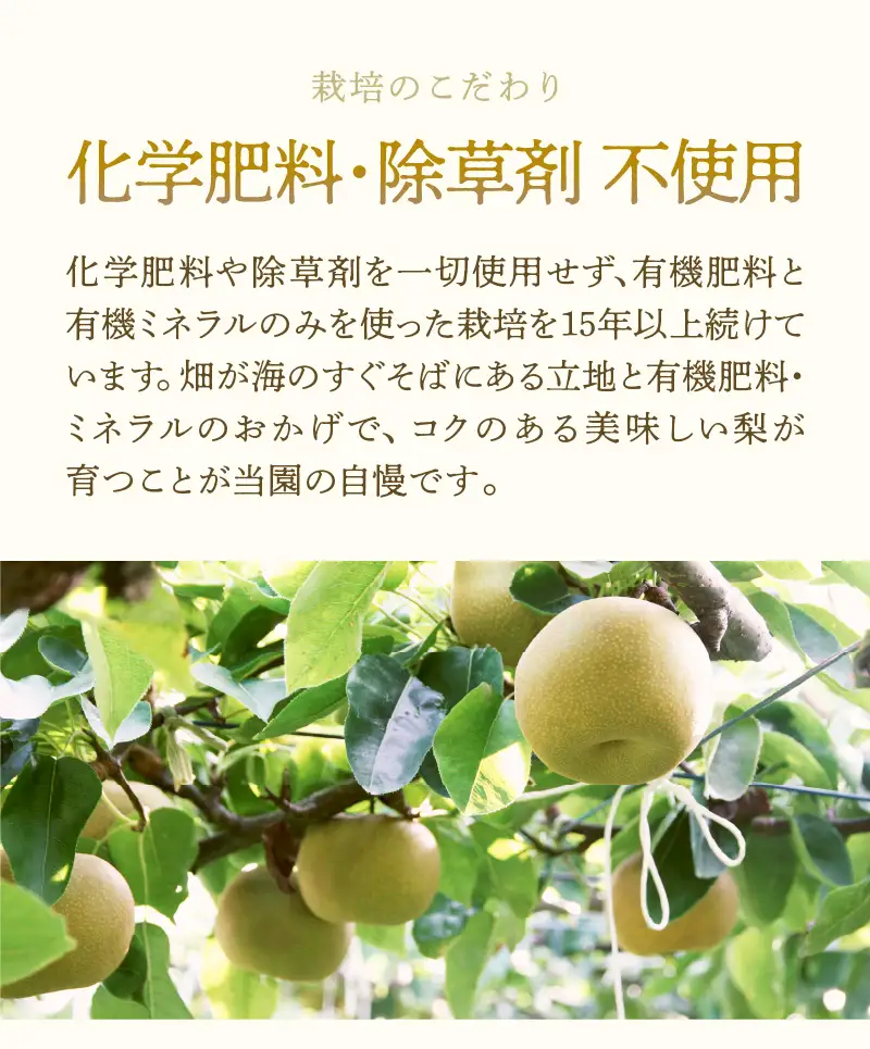 【先行予約】《数量限定》あきづき梨 3kg ご家庭用 もぎたて 新鮮 ※2026年9月中旬より順次発送予定 [aw042-a006]