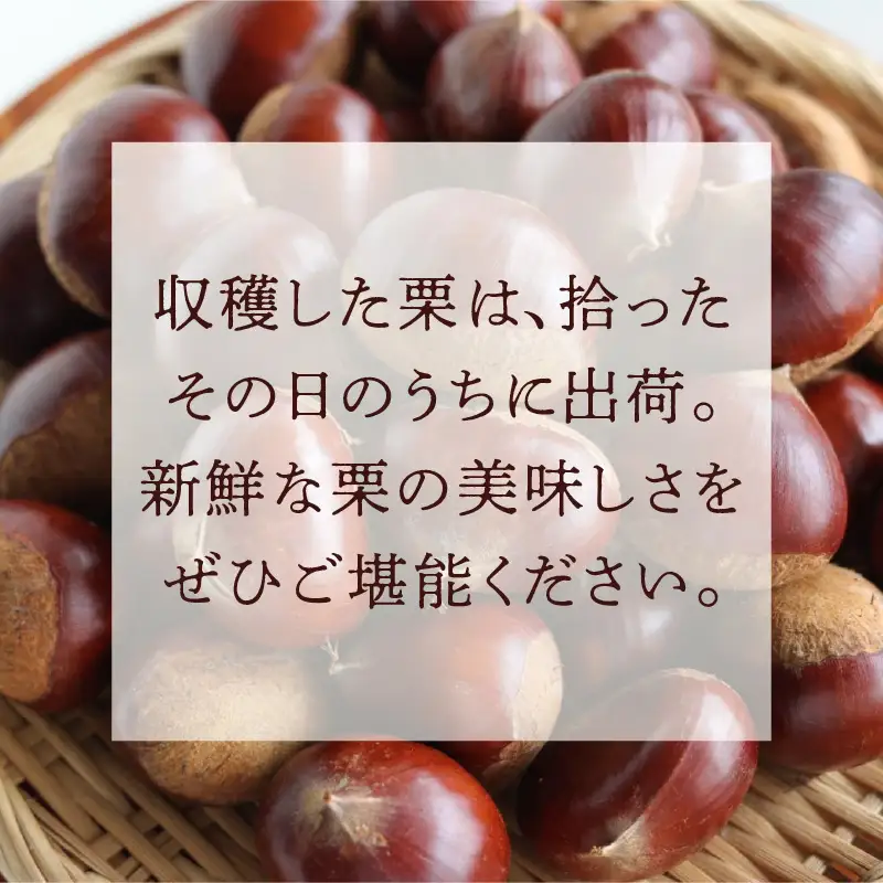 【先行予約】《数量限定》愛栗の実 特選 2kg 新鮮 栗 甘栗 ※2026年9月下旬より順次発送予定 [aw042-a007]