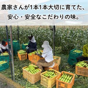 とうもろこし きみひめ 約5kg Lサイズ 《 2026年6月中旬から発送 》