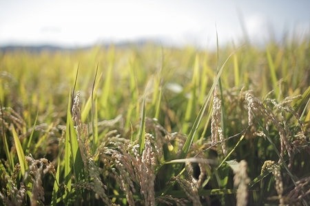 【先行予約 令和8年産】【定期便 10kg 12ヶ月 】白米 ななつぼし 皇室献上米 精米 ブランド米  定期便  