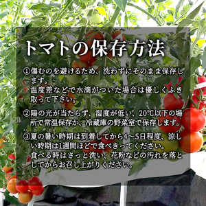 【先行予約】2026年5月～6月発送★フルーツのように甘い フルティカトマト 1.2kg 令和8年度産 割れ保障付 数量限定 トマト 定番 人気 高評価 中玉 フルーツ フルーツトマト トマト ミニトマト オンライン申請 5000円 5,000円