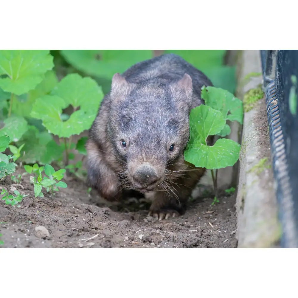 茶臼山動物園入園券・茶臼山モノレール乗車券　８セット | 動物園