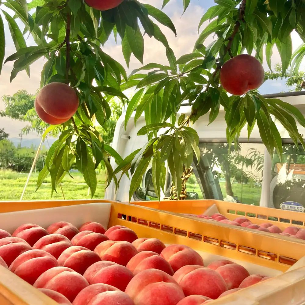 【先行予約】川中島の桃 約2kg 品種おまかせ  7月下旬～8月上旬発送予定 |桃 フルーツ