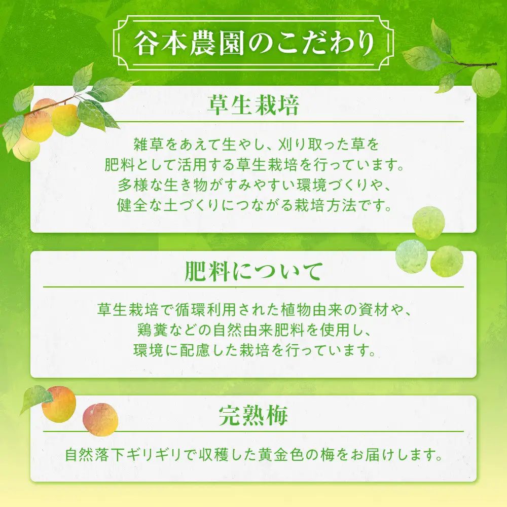 手もぎ 完熟南高梅 20kg L～2Lサイズ 谷本農園