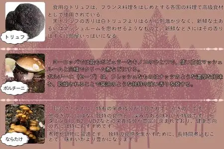 宝山なべ 2セット 天然キノコ 本しめじ出汁 すいとん入り