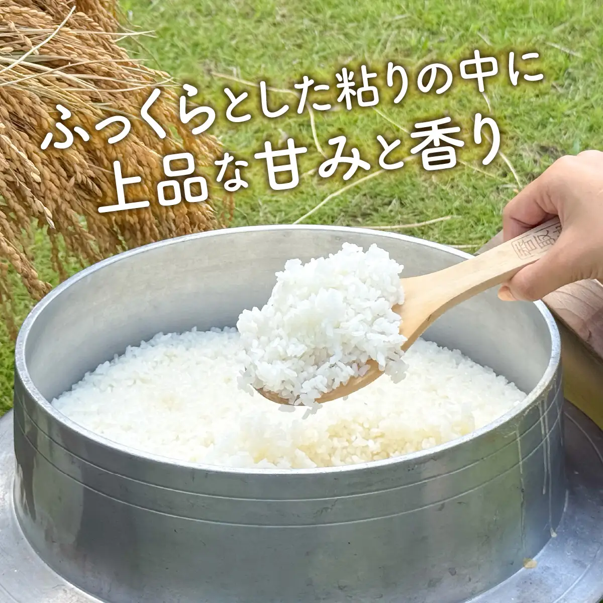 山口さんちの【令和7年産】多古米コシヒカリ(精米)5kg_ 精米 米  【配送不可地域：離島・沖縄県】TAKF043