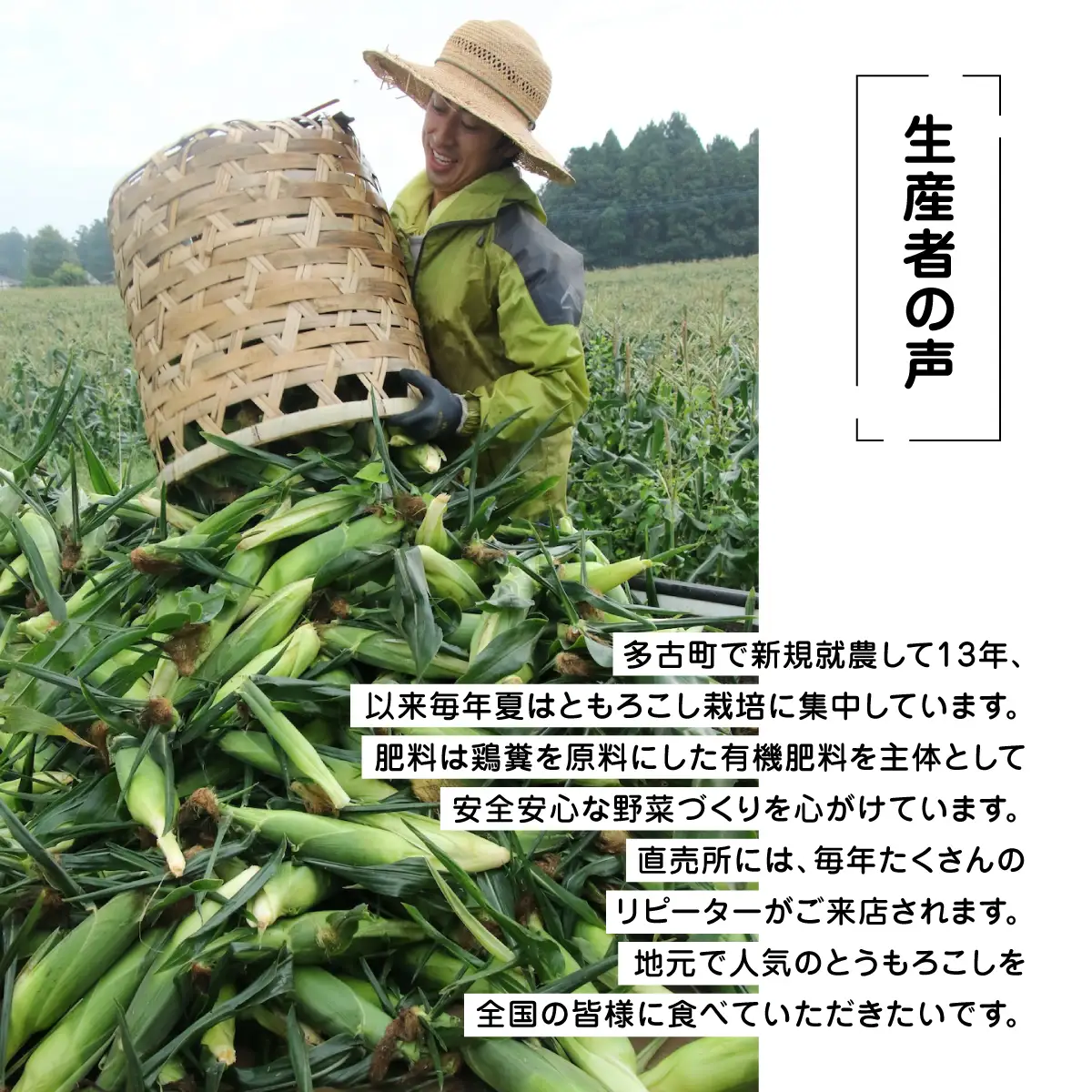 大村農場の朝採り極甘とうもろこしゴールドラッシュ13本(6月下旬から発送)_野菜 とうもろこし  トウモロコシ_【配送不可地域：離島・沖縄県】【1508995】 TAKG002