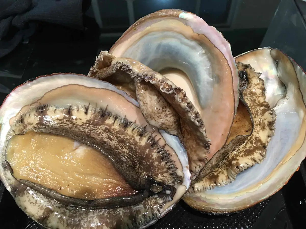 八幡浜発!竹中水産の「アワビ三昧大サイズ」600g(鯛もしくはアジとセット)　【H22-212】【配送不可地域：離島・北海道・沖縄県】【1043108】 YWTM030