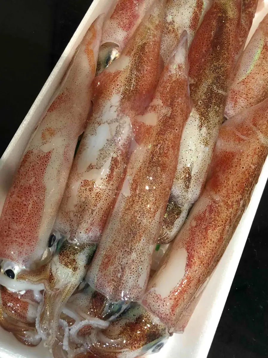 【冷凍便】八幡浜発!「白イカ(剣先イカ)」ドカーンと1.5kg!【D22-217】【配送不可地域：離島】【1043152】 YWTM035