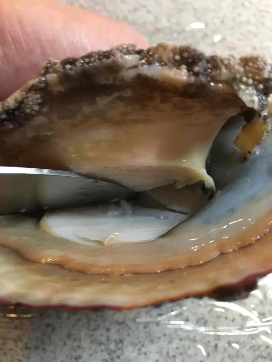 竹中水産の嗜好の大型アワビ(2kg前後)!【H22-230】【配送不可地域：離島・北海道・沖縄県】【1060854】 YWTM048