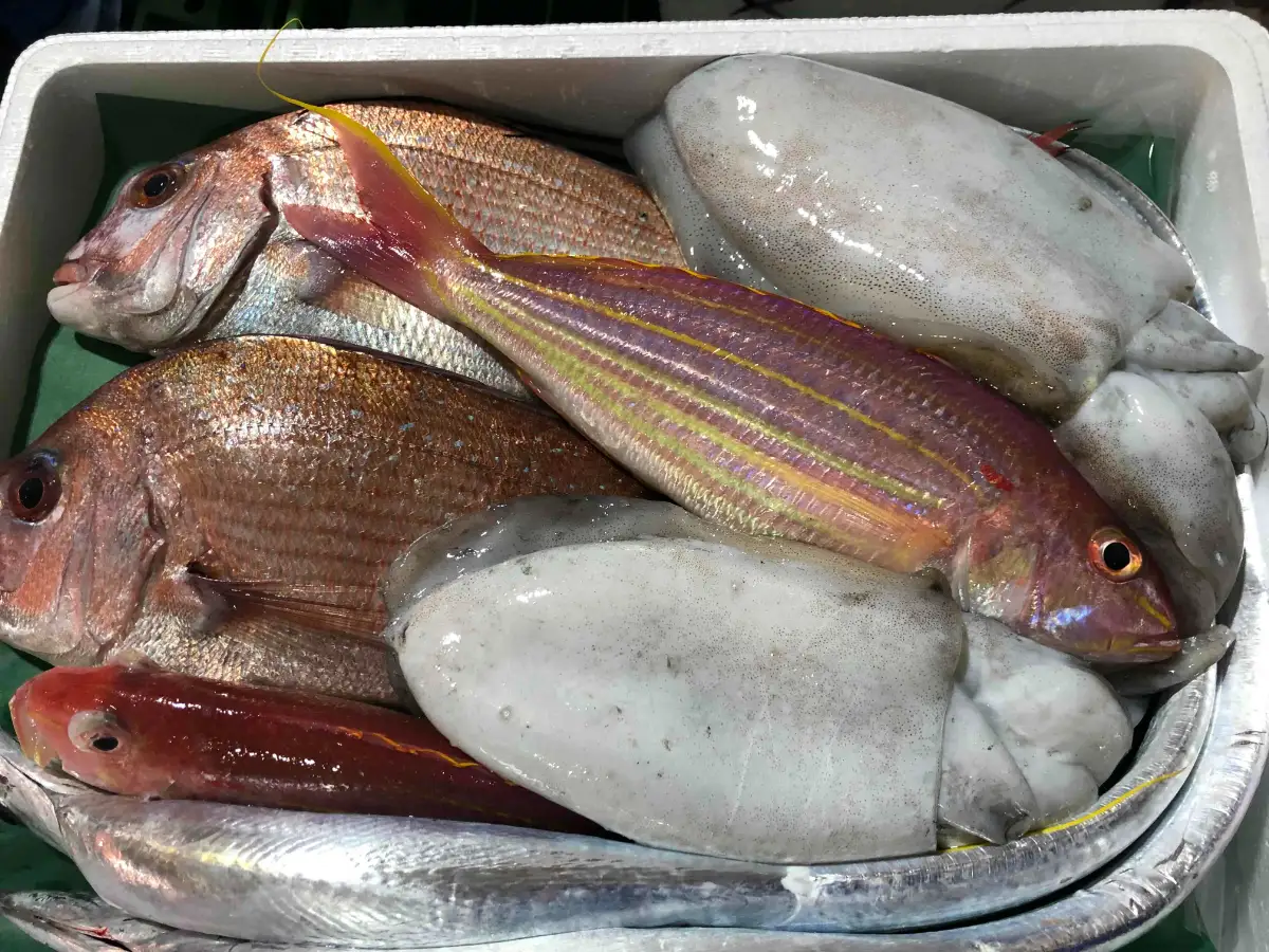 竹中水産の一押し「お手軽鮮魚」1キロ前後【C22-235】【配送不可地域：離島・北海道・沖縄県】【1073396】 YWTM053
