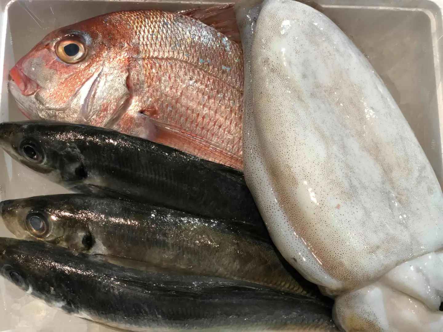 竹中水産の一押し「お任せ鮮魚!」2.5キロ前後【G22-237】【配送不可地域：離島・北海道・沖縄県】【1073398】 YWTM055