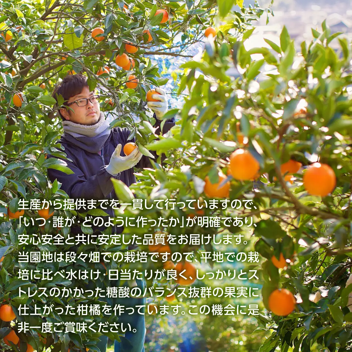 じゅらす農房のみかんジュース6本セット【F32-9】【1296464】 YWTH008