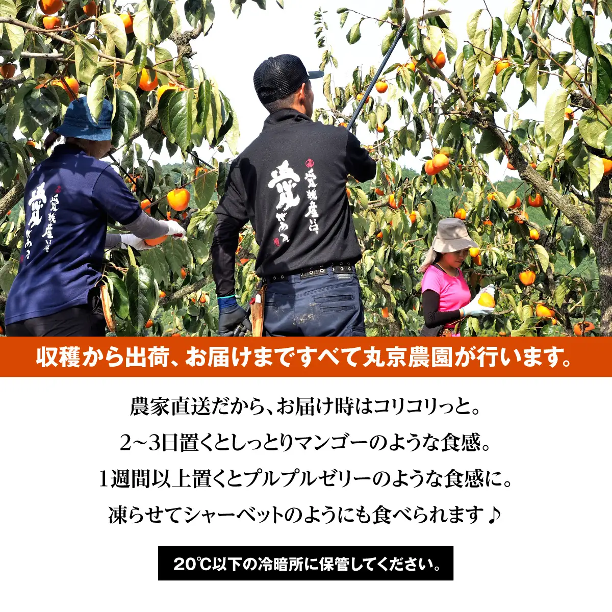 【先行受付】丸京農園 の 富士柿　5kg 【C72-1】【1328168】 YWTR001