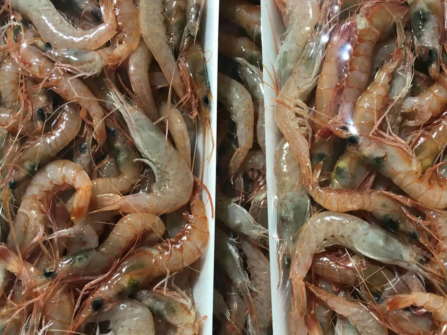竹中水産の地海老(八幡浜産)2キロ!【F22-267】【配送不可地域：離島】【1083422】 YWTM085
