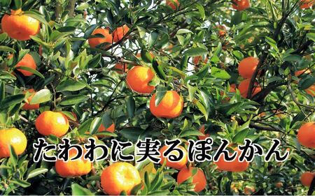 【先行受付】愛咲果樹園「せとか」約2kg【C71-22】【1598822】 YWTS018