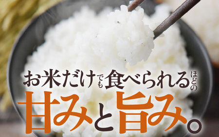 コシヒカリ 10kg 白米 令和7年産 コシヒカリ [B-3258]