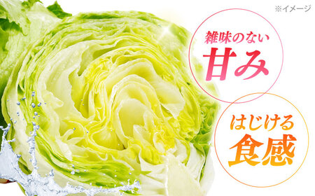 2026年 12月-発送 レタス約8kg [SGU005] レタス