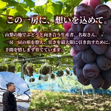 山梨市産 富士の輝  富士の輝き 大粒で高糖度の黒ぶどう 贈答用2房 化粧箱入り【配送不可地域：離島】【1724543】