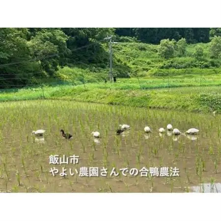 酔田鴨　純米吟醸　720ml×1本【1678434】