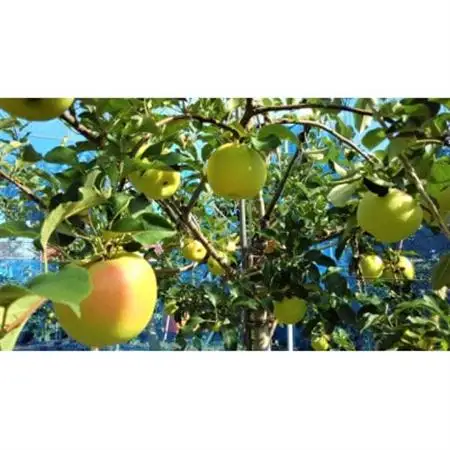 【2026年発送】甘みが強い　長野県産 りんご　ぐんま名月　約2kg(3～6玉程度)【1686953】