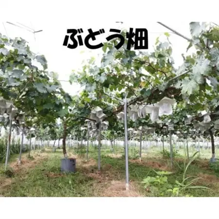 ぶどう【8月中旬以降発送】1.2kg以上【配送不可地域：離島】【1704826】