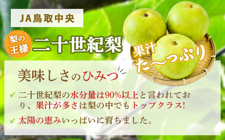 二十世紀梨 【倉吉産】5kg（JA鳥取中央） 梨 果物 二十世紀梨