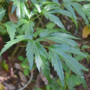【むろうはちみつ】プロポリス入りはちみつ当帰のど飴６ヶセット 室生 蜂蜜 薬草 薬膳 大和当帰 当帰葉 父の日 母の日 プレゼント 手土産 お取り寄せ 結婚祝い 内祝い お中元 贈答用 贈り物 暑中見舞い お土産 国産 紅茶 非加熱 無添加 純粋 セット ふるさと納税 ハチミツ 蜂蜜 送料無料