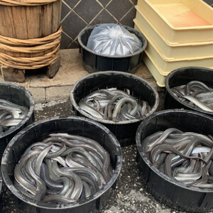 国産うなぎの蒲焼き 5尾（合計875g）