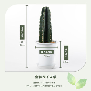 2026年3月上旬～発送【観葉植物】柱サボテン40cm～60cm Green Farm M IB075-007 観葉植物 ※北海道・沖縄・離島配送不可