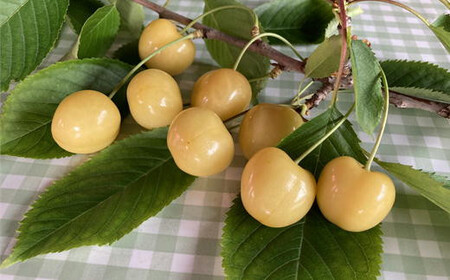 8-038-001　サトケンさんの黄色いさくらんぼ 月山錦（2L）約600g