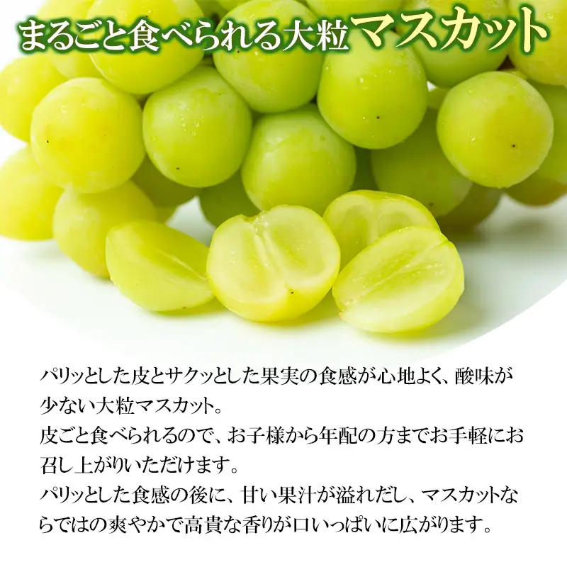 【令和8年産先行予約】 鶴岡市産ぶどう シャインマスカット 約1kg(1～2房) K-835    JA庄内たがわ　