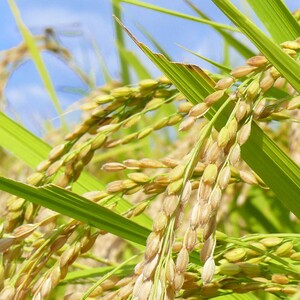 ≪令和7年産≫ 宮城県登米市産 ひとめぼれ 3kg 精米 お米 おこめ 米 コメ 白米 ご飯 ごはん おにぎり お弁当 ブランド米 【有限会社伊豆沼農産】tm694