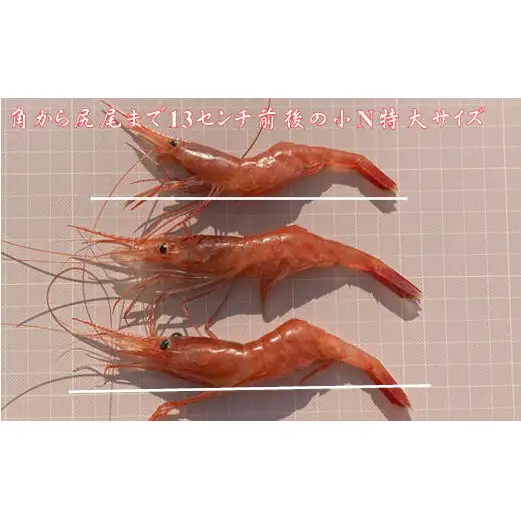 8-011-006　冷凍甘えび 500g（約40尾）
