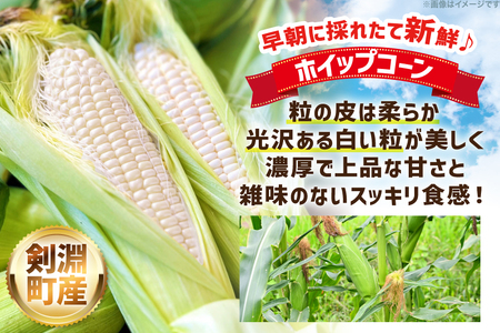 剣淵町産 ホイップコーン 10本 [けんぶちVIVAマルシェ 北海道 剣淵町 14656379]