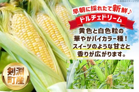 剣淵町産 ドルチェドリーム スイートコーン 10本 [けんぶちVIVAマルシェ 北海道 剣淵町 14656378]