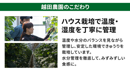 シャキッと美味しい！ 瀬戸内産 きゅうり 約2kg 【2026年 9月以降発送】 