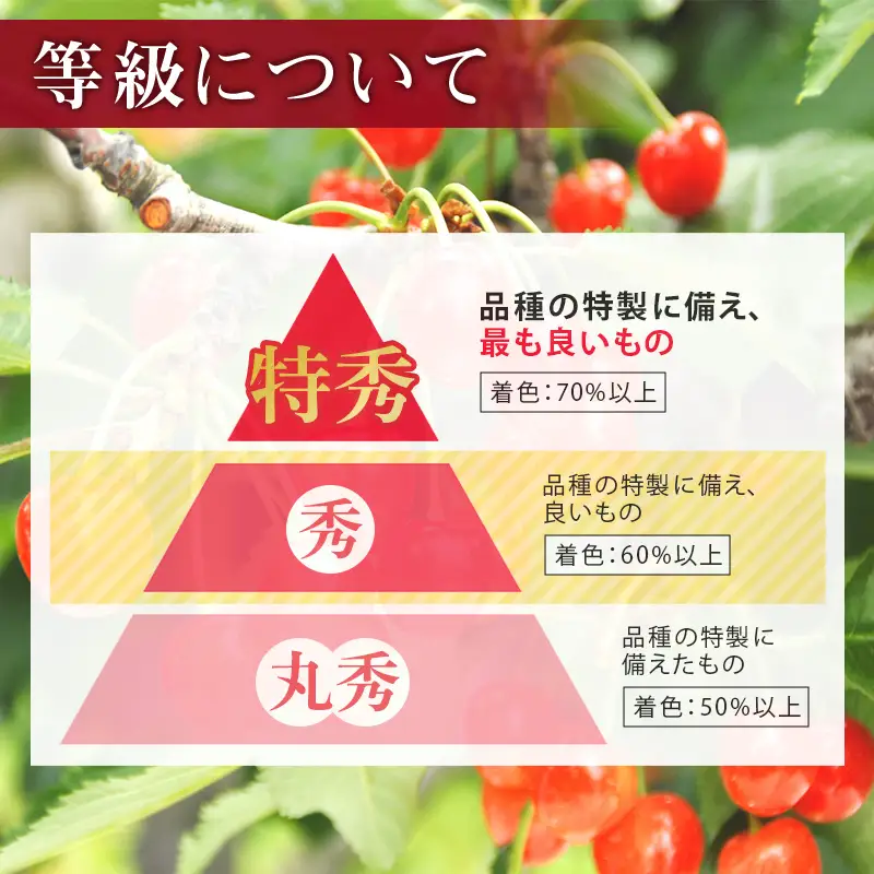 FYN6-528 ≪2026年先行予約≫山形県産 さくらんぼ 品種おまかせ(佐藤錦・紅秀峰など) 1.44kg(180g×8P) 秀 M以上 フードパック詰め 2026年6月中旬頃より発送 果物 くだもの フルーツ サクランボ チェリー 家庭用 自宅用 産地直送 山形県 西川町 月山