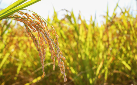 8-090-002　増毛町産ななつぼし5kg×6ヶ月（10月～3月）【木谷農林】