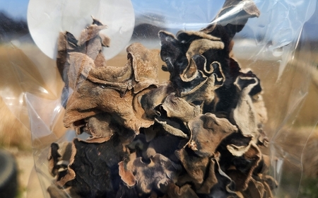 大分県産 くぬぎで育てた乾きくらげ 約50g × 5袋